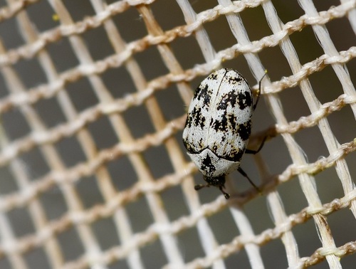 Bervidinis Kailiavabalis nuotrauka