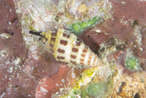 Engina alveolata observed 2019-04-19
