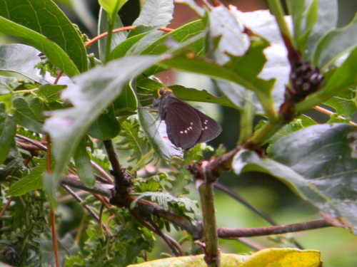 Cornelius Skipper