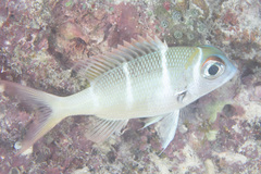 Monotaxis heterodon