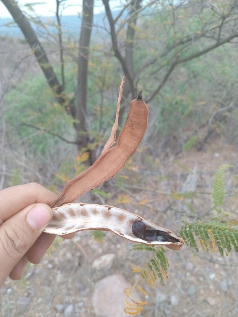 Uña de gato