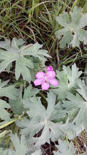 sticky geranium