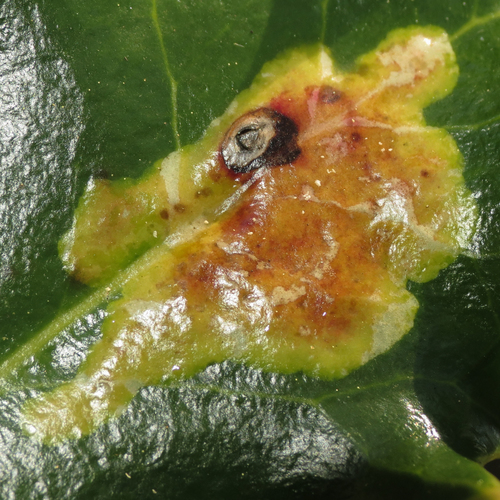 European Holly Leafminer