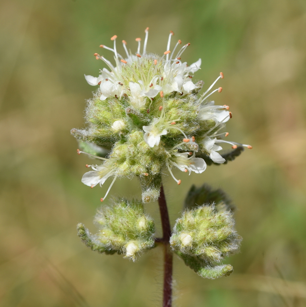 Teucrium algarbiense