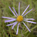 Western Mountain Aster - Photo (c) 2008 Keir Morse, some rights reserved (CC BY-NC-SA)