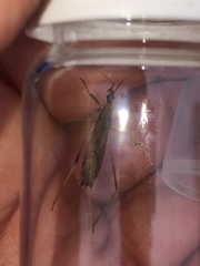 Pygolampis pectoralis