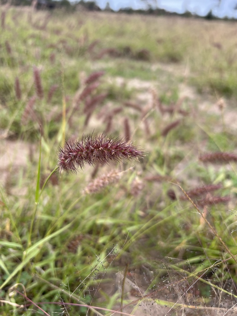 buffelgrass from Weranga, QLD, AU on May 11, 2024 at 08:12 AM by George ...