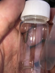 Pygolampis pectoralis