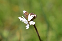 Lithophragma parviflorum