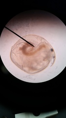Chydorus sphaericus