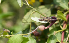 Aristolochia taliscana