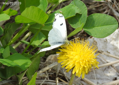 Anthocharis scolymus