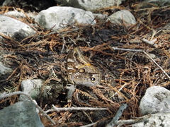 Opsiphanes blythekitzmillerae