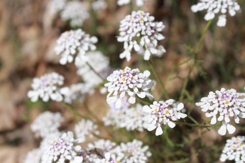 Image of Iberis pinnata by (c) CorentinD, some rights reserved (CC BY)