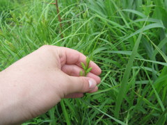Carex caroliniana