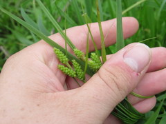 Carex caroliniana