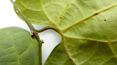 Aristolochia tamnifolia