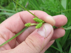 Carex caroliniana