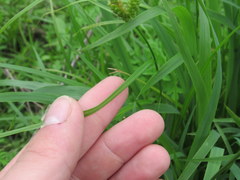 Carex caroliniana