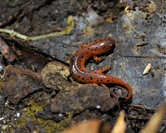 Pseudotriton montanus montanus