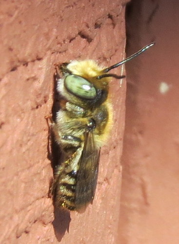 Alfalfa leafcutter bee