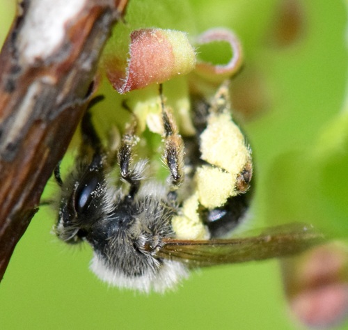 Frigid Mining Bee