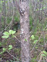 Fraxinus nigra