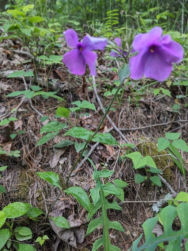 Image of wideflower phlox by (c) Alaina Krakowiak, some rights reserved (CC BY)