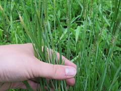 Alopecurus carolinianus