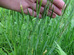 Alopecurus carolinianus