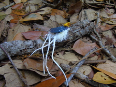 Cerogenes auricoma