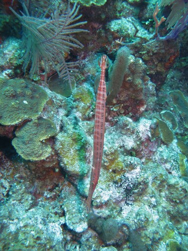 Western Atlantic Trumpetfish