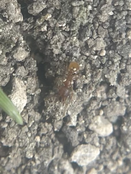 Pheidole constipata