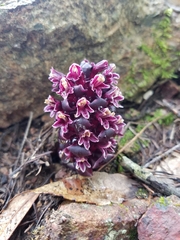 Kopsiopsis strobilacea