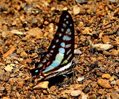 Graphium evemon eventus