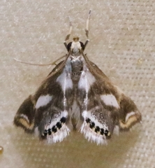 Chrysendeton imitabilis
