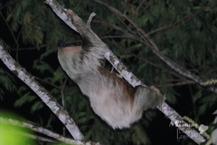 Choloepus didactylus