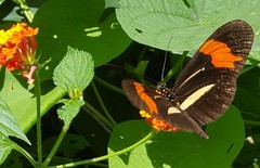 Heliconius erato phyllis