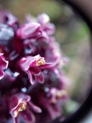 Kopsiopsis strobilacea