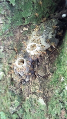 Tetragonisca fiebrigi