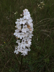 Penstemon tubaeflorus