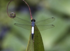 Brachydiplax farinosa