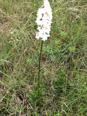 Penstemon tubaeflorus