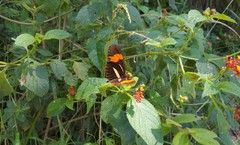 Heliconius erato phyllis