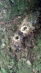 Tetragonisca fiebrigi