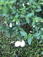 Pseudomussaenda flava