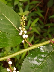 Deeringia polysperma