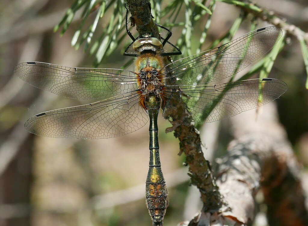 Downy Emerald