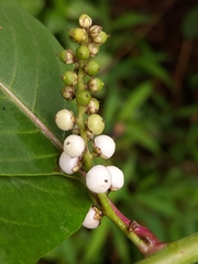 Deeringia polysperma