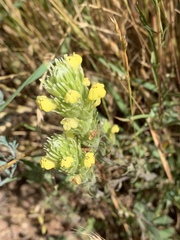 Castilleja lacera